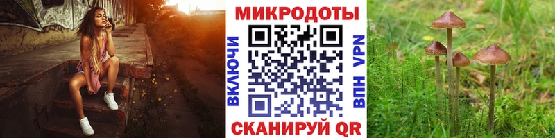 сколько стоит  Искитим  Псилоцибиновые грибы Psilocybine cubensis 